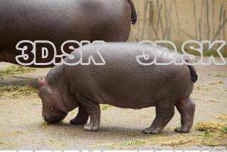 Hippo baby 0001